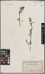 Foto von Salix foetida Schleich. ex DC. x Salix purpurea L.